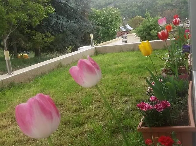 дани Szandanszki